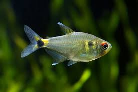 Head and Tail Tetras