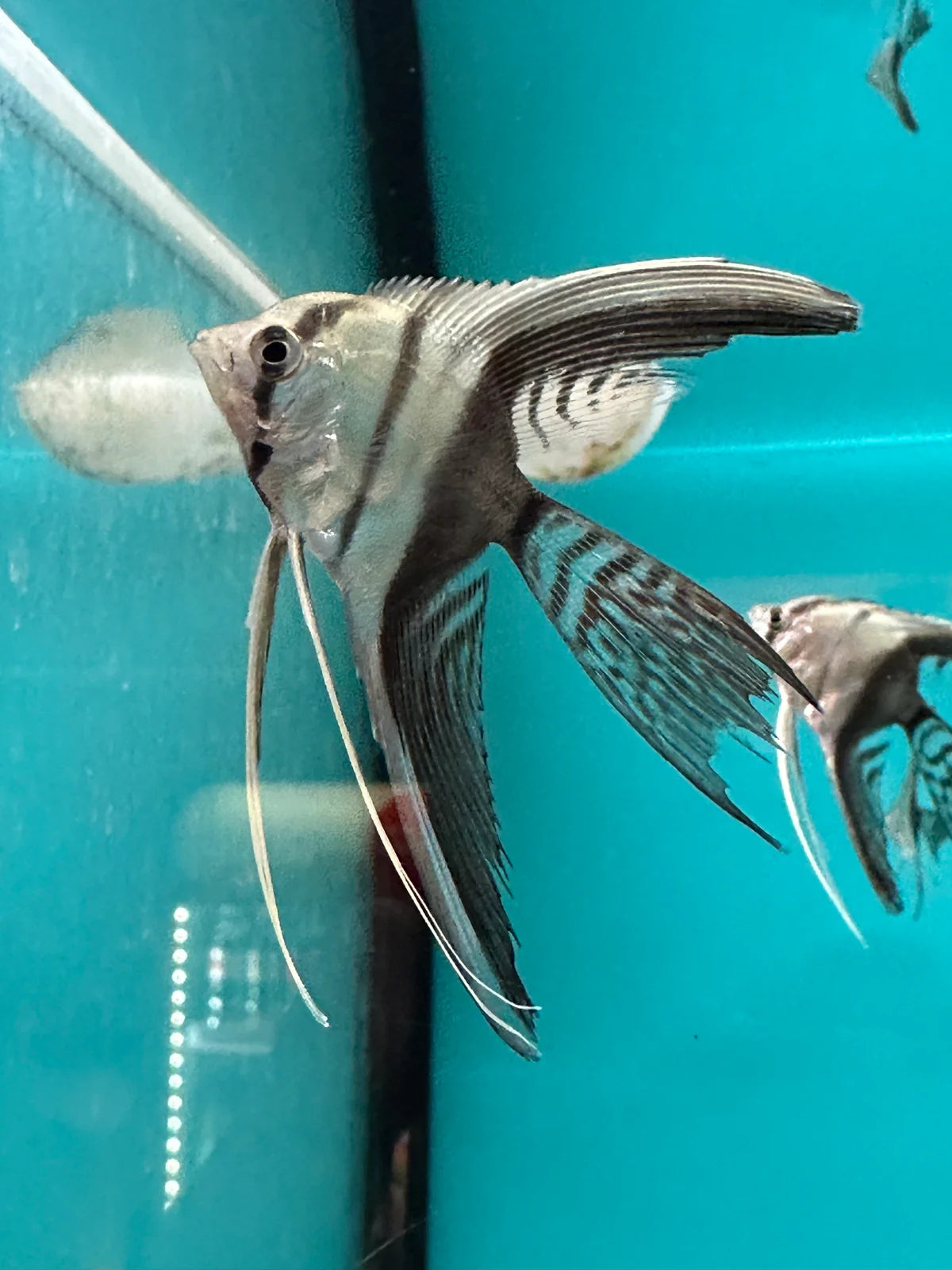 Black and White Veil tail Angel fish