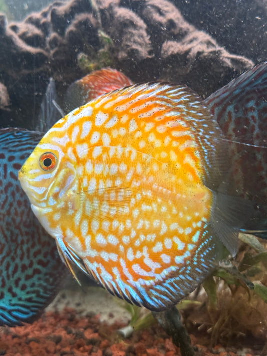 Yellow Pigeon Checkerboard Discus - 6cm