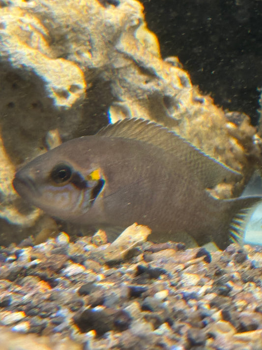 Bichardi Cichlids