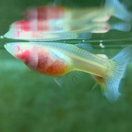 Albino Yellow Glass Belly Guppy - Pairs