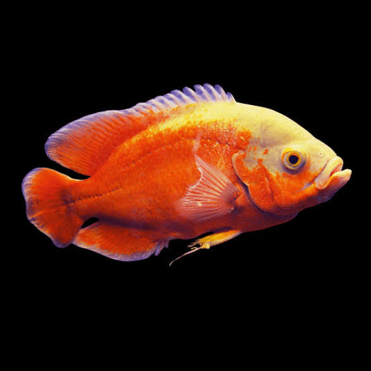 Albino Red Oscar (Astronotus ocellatus)