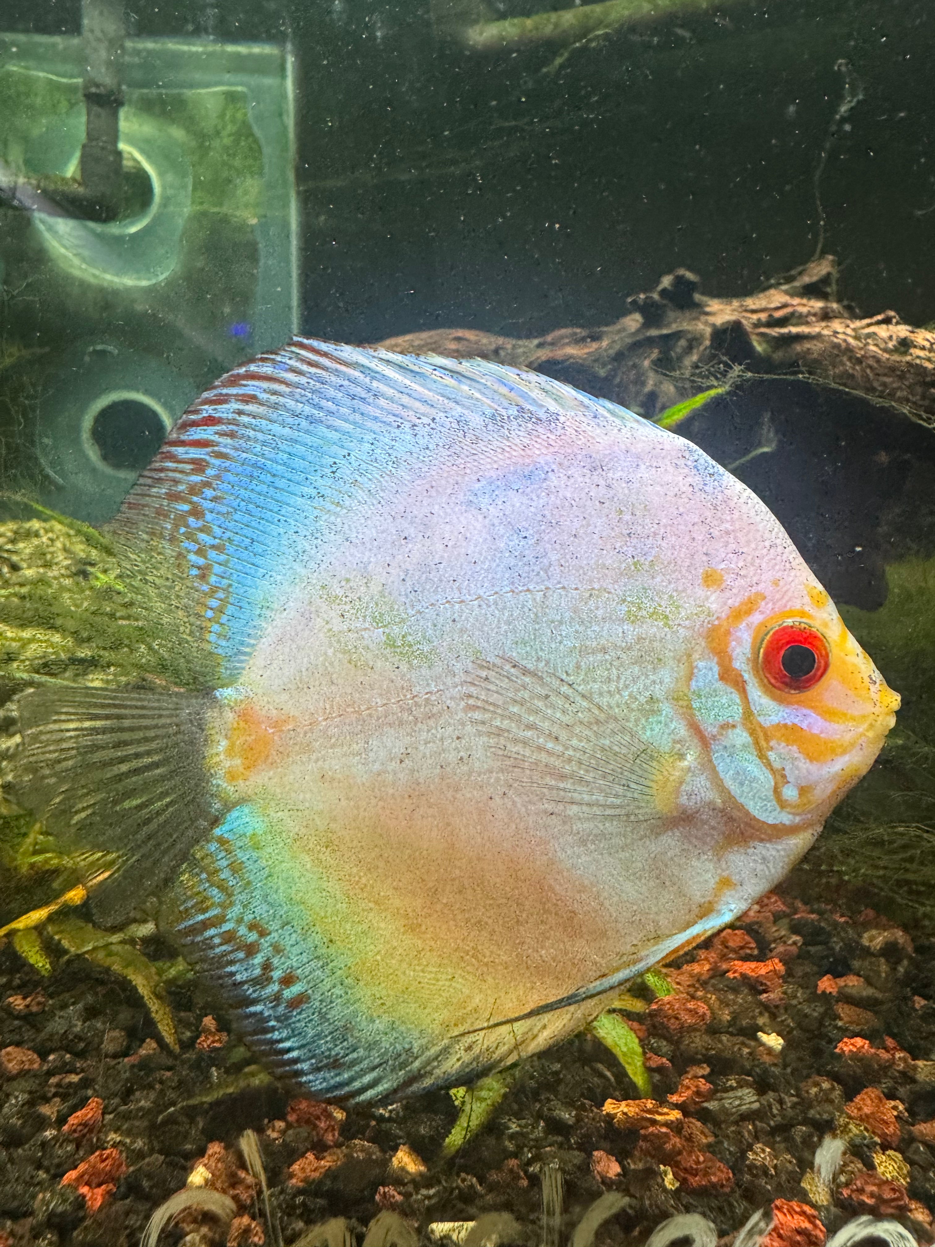 Powder Blue Discus – Top Fin Aquatics