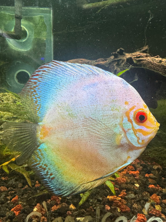 Powder Blue Discus