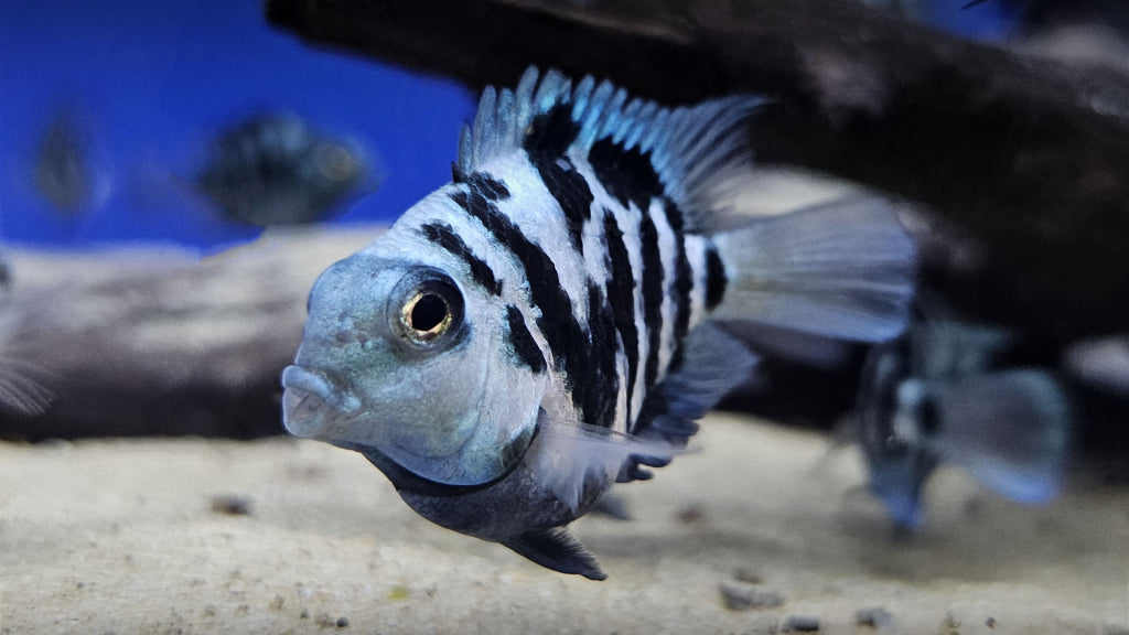 Blue Polar Parrot Cichlid