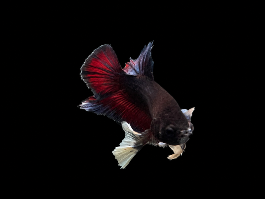 Elephant Ear Plakat Male Betta – Betta splendens