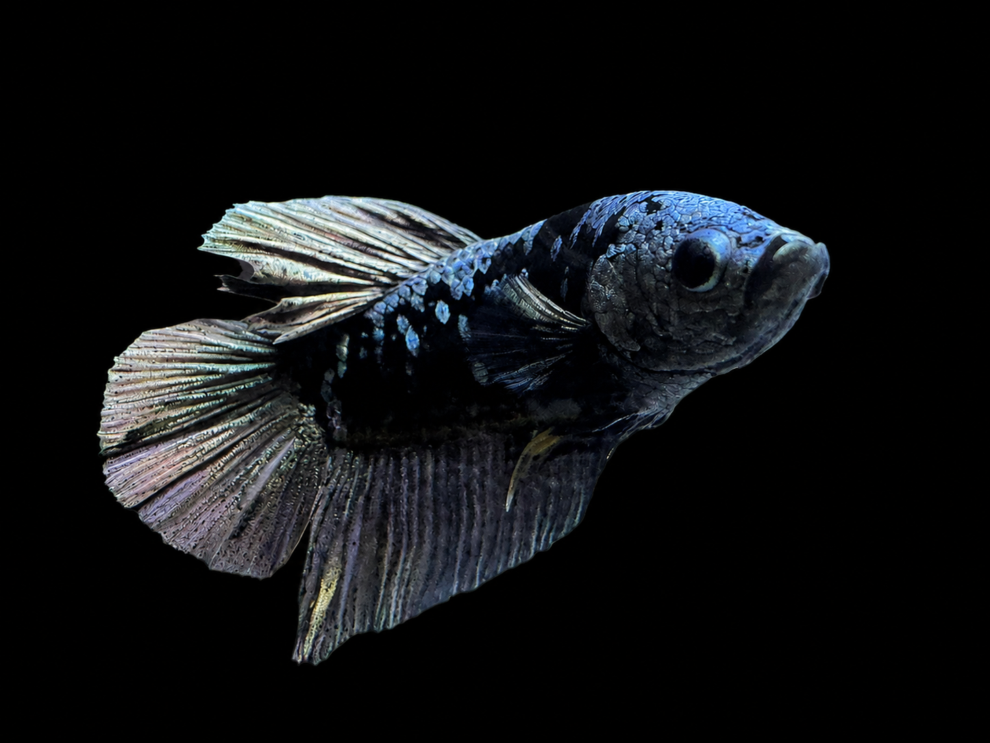 Copper Plakat Tail Male Betta (Betta splendens)
