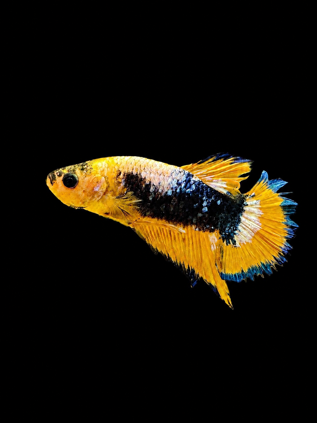 Yellow Picasso Male Betta (Betta splendens)