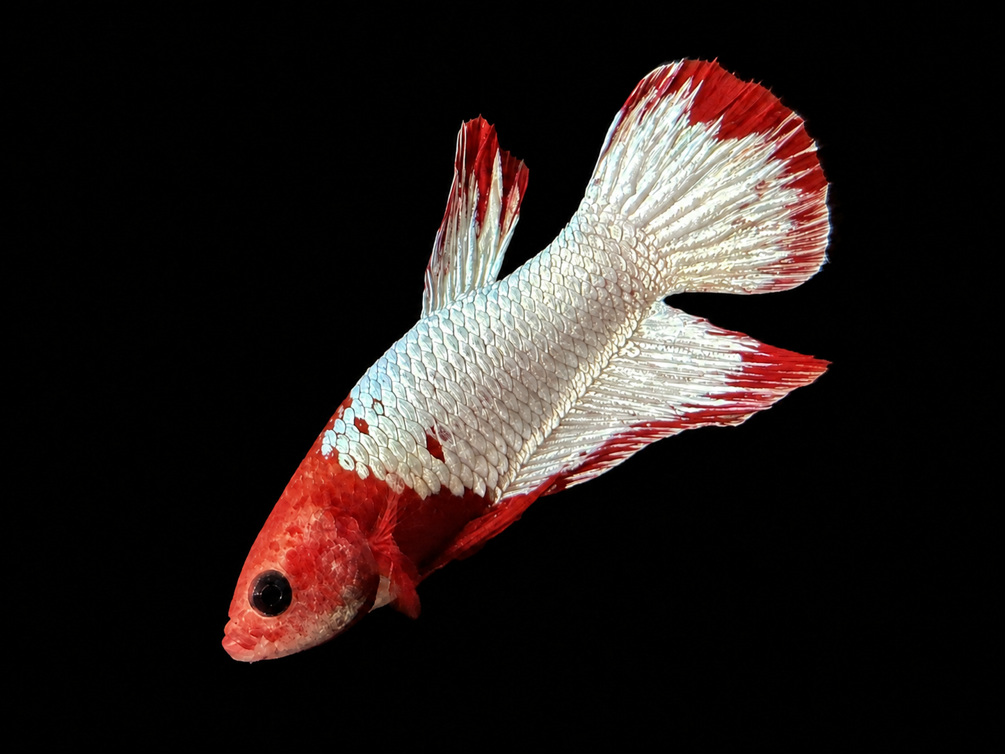 Red Copper Jacket Male Betta (Betta splendens)