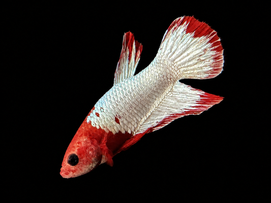 Red Copper Jacket Male Betta (Betta splendens)