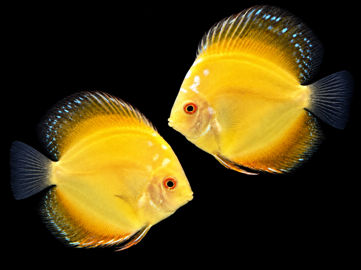 Yellow Tiger Discus - 10CM