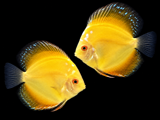Yellow Tiger Discus - 10CM