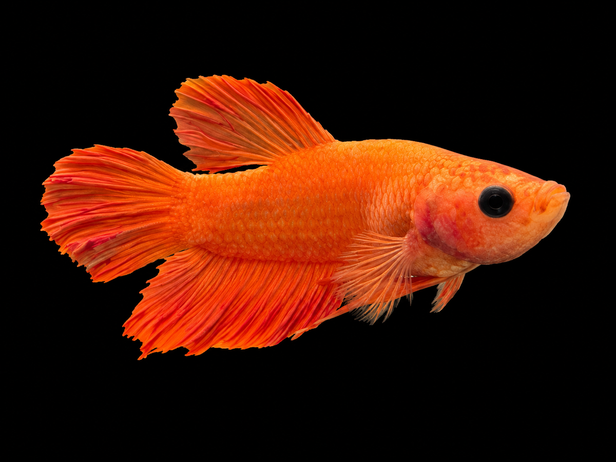 Male Plakat tail Betta