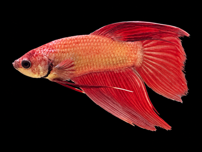 Assorted Long Fin Male Beta