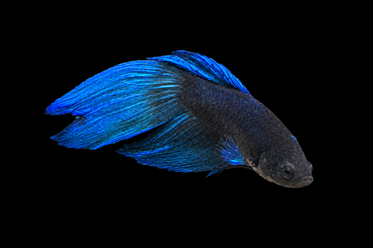 Assorted Long Fin Male Beta