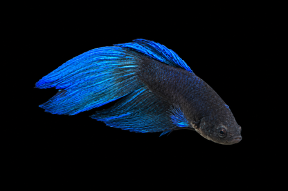 Assorted Long Fin Male Beta