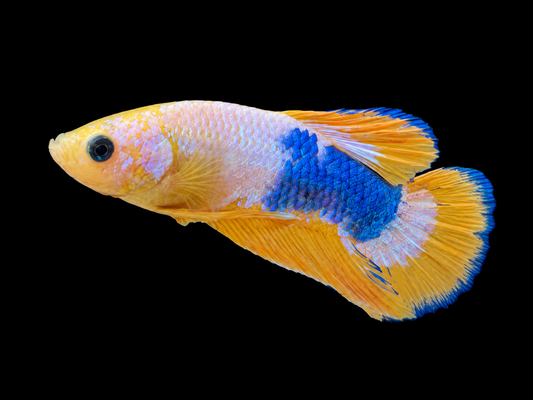 Yellow Picasso Male Betta (Betta splendens)