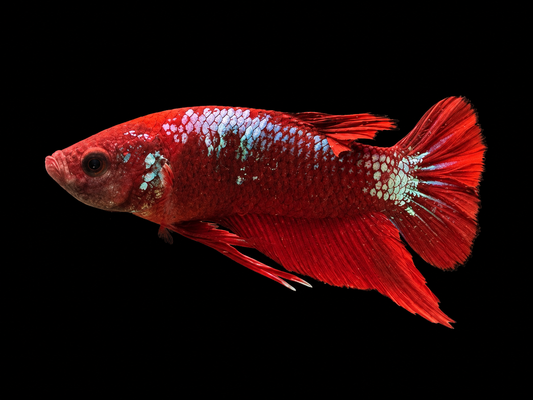Painted Plakat Betta - Male