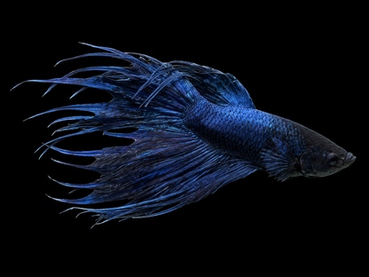 Assorted Crown Tail Male Beta