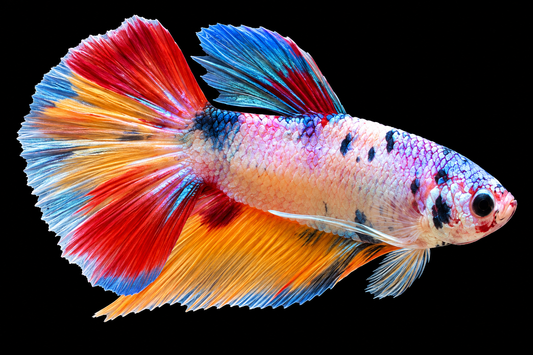 Candy Male Betta