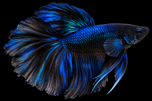 Super Delta Male Fighter