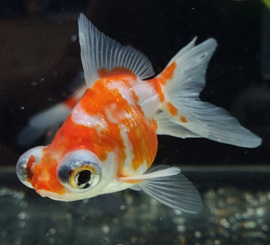 Telescope Eye Goldfish - Mixed colours - 4cm