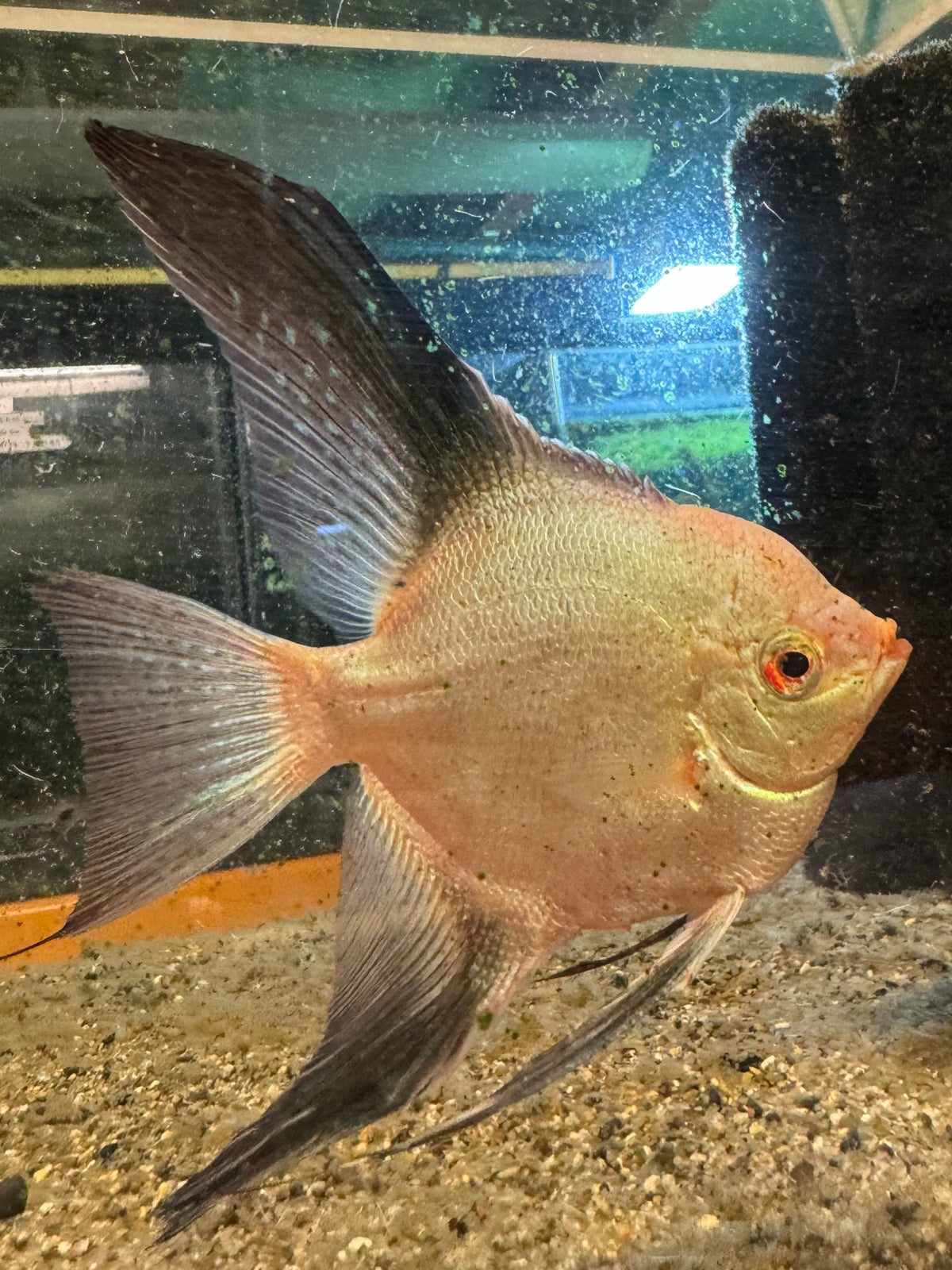 Medium Angelfish Bulgarian Angelfish Medium – Top Fin Aquatics