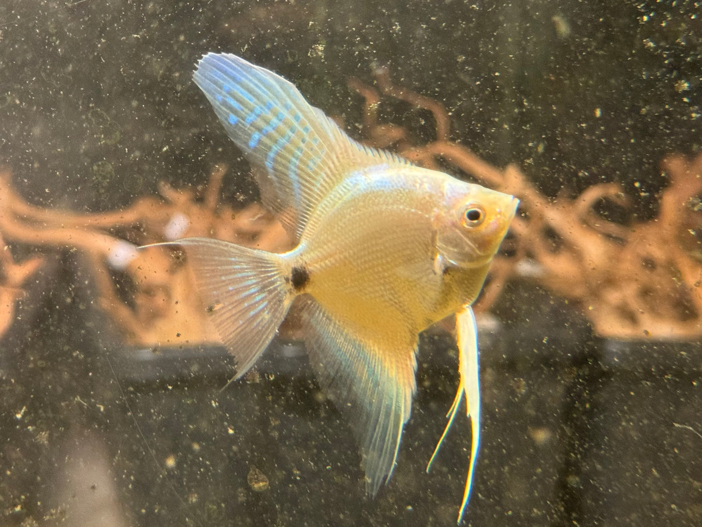 Platinum marble Angel fish