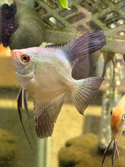 Medium Angelfish Bulgarian Angelfish Medium – Top Fin Aquatics