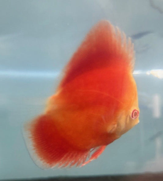 Albino Red Discus