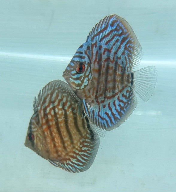 Brilliant Discus – Top Fin Aquatics