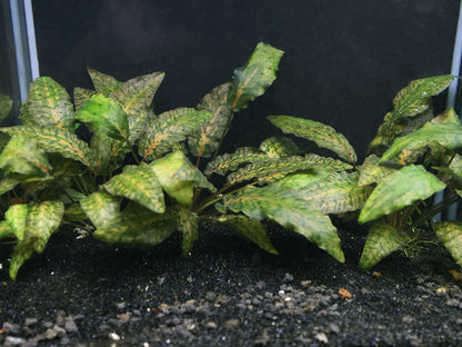 Cryptocoryne Nurii Tissue Culture