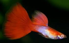 Japan Blue Red Guppy - Pairs