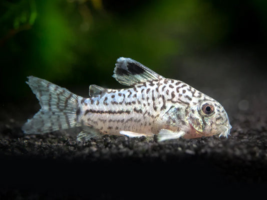 Julii Corydora
