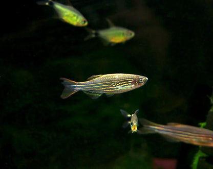 Kyathit Danio