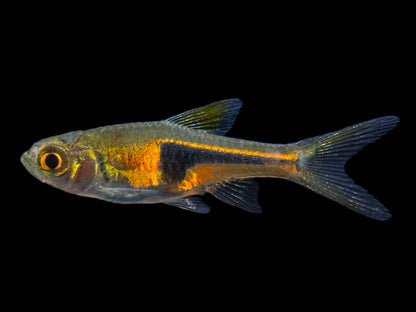 Lambchop Harlequin Rasbora (ESPEI)