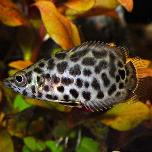Leopard Ctenopoma - Spotted Climbing Gourami