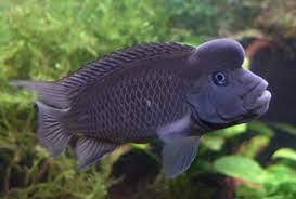 Lionhead Cichlid (Steatocranus casuarius)
