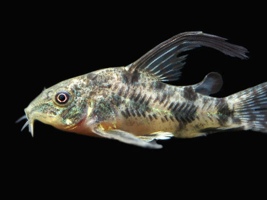 Long Fin Pepper Corydora 2-3CM - Home Bred