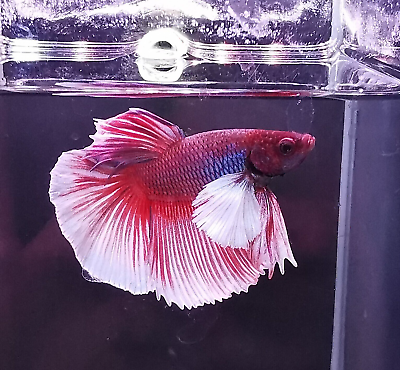 Dumbo Ear Male Betta