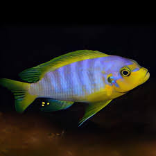 Maylandia Aurora (Aurora African Cichlid)