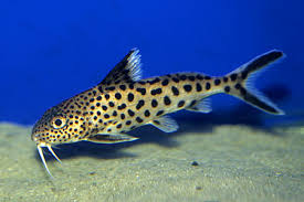 Synodontis multipunctata Catfish