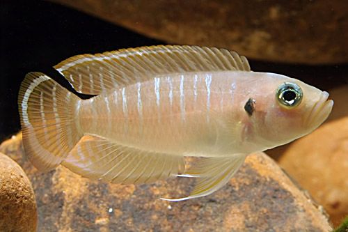 Neolamprologus Brevis - Shell Dwelling Cichlid