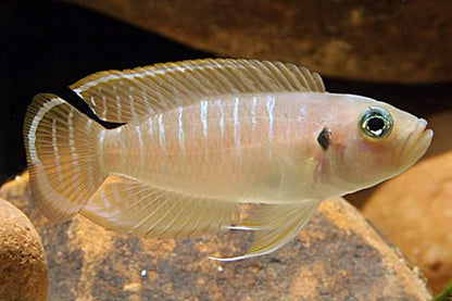 Neolamprologus Brevis - Shell Dwelling Cichlid