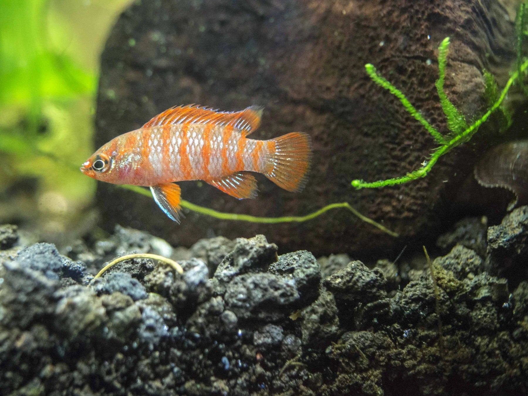 Scarlet Badis Pairs 1M 1 F Top Fin Aquatics scarlet-badis-pairs-1m-1-f-top-fin-aquatics