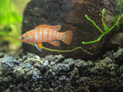 Scarlet Badis - Pairs 1M & 1 F