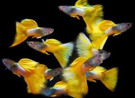 Platinum Gold Tuxedo Guppy - Pairs
