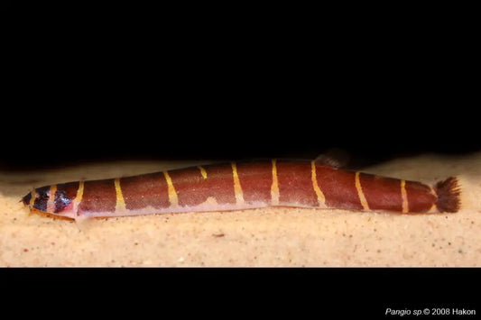 Giant Kuhli Loach