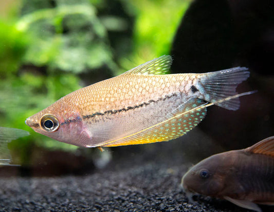 Pearl Gourami
