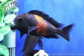 Tropheus Moorii Pemba